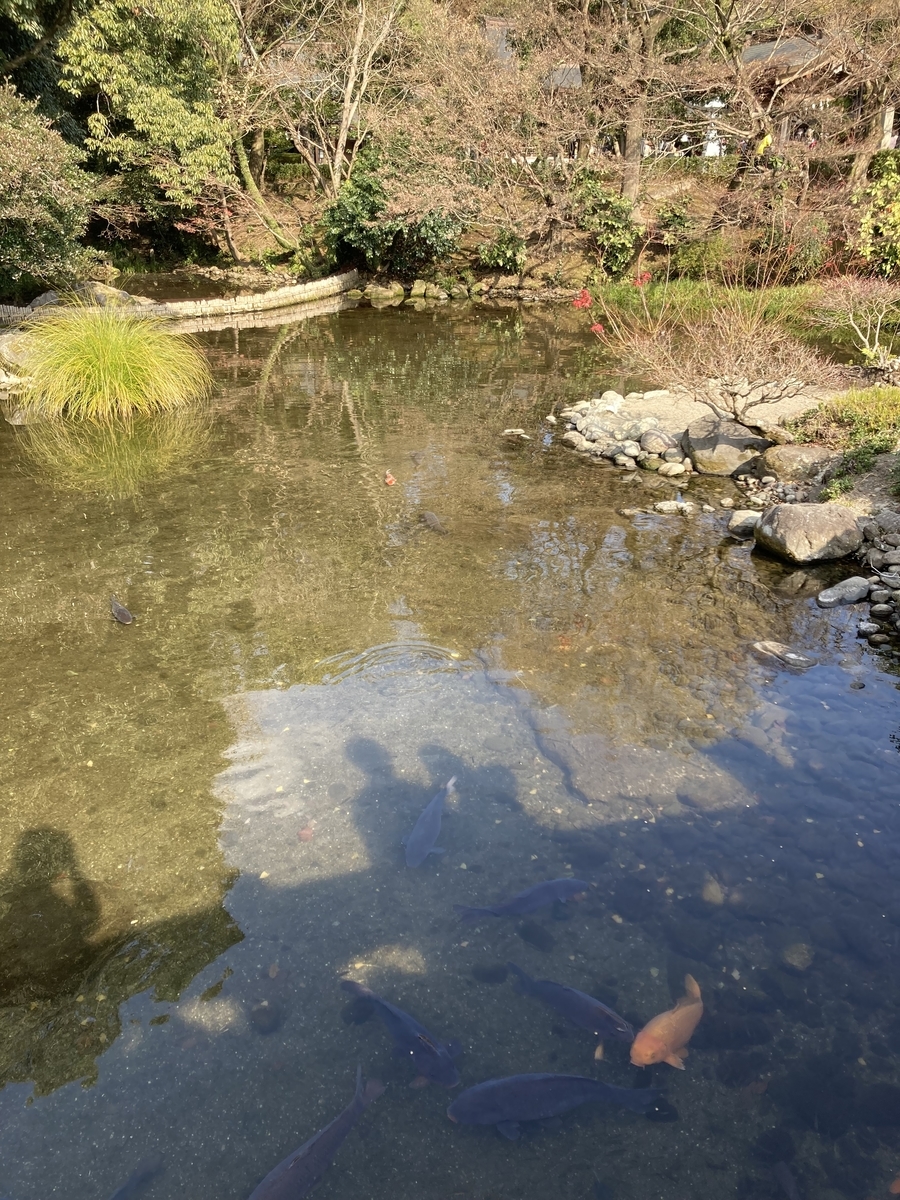 澄み切った池と鯉
