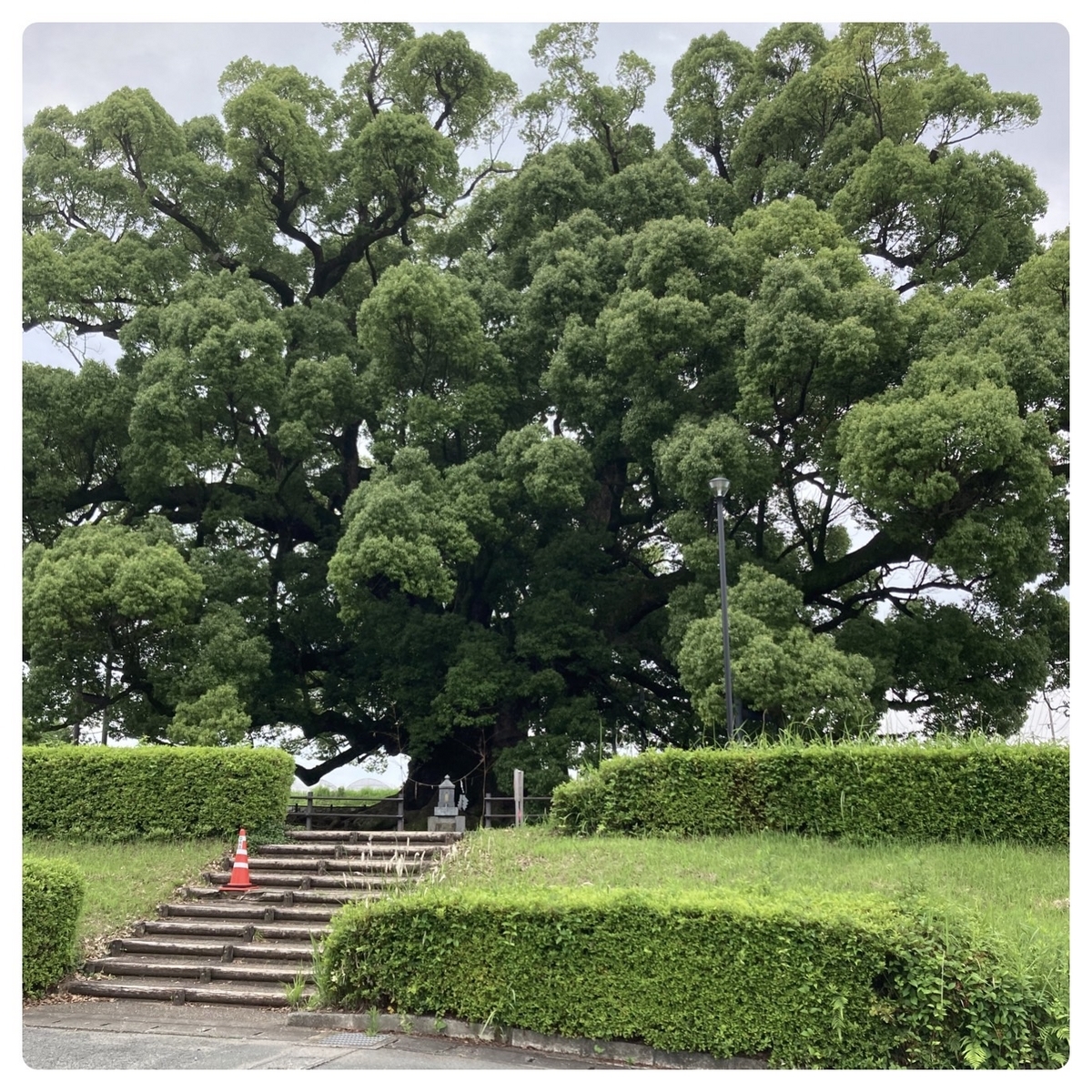 寂心さんの樟 全景