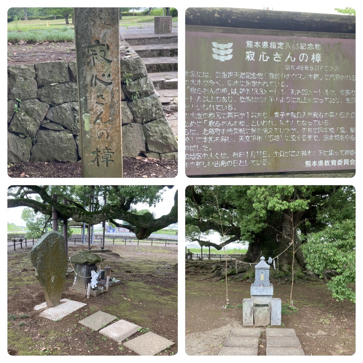 寂心さんの樟 幹と根元