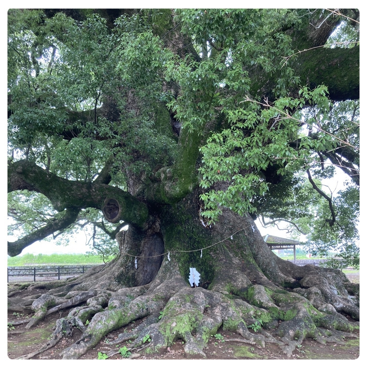 寂心さんの樟 見上げた風景