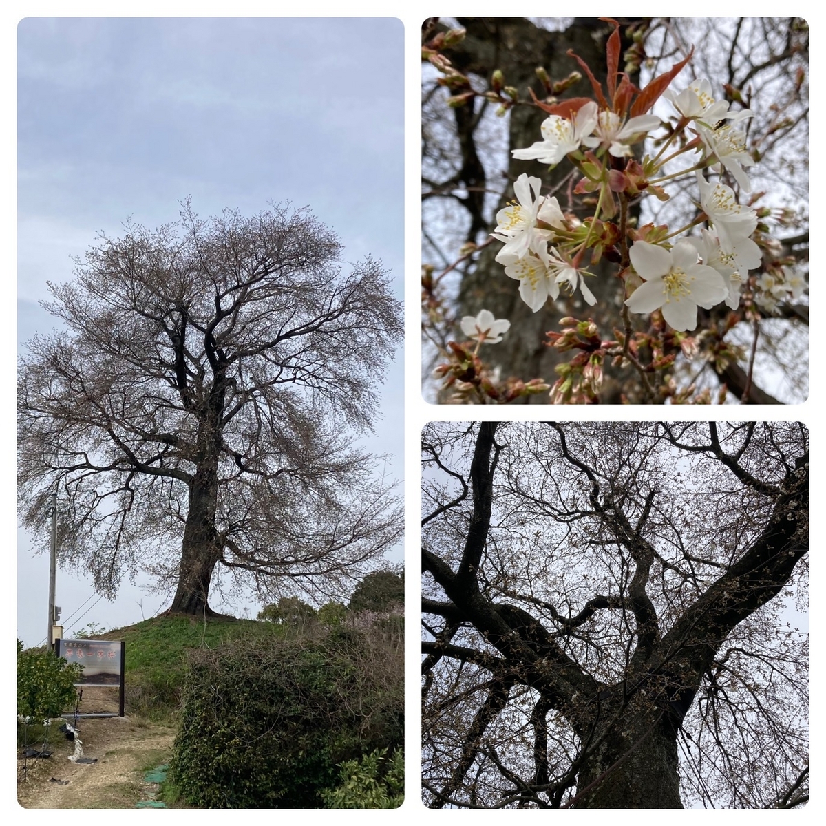 天保古山の山頂付近に佇む平家一本桜